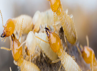Termite  Control Service