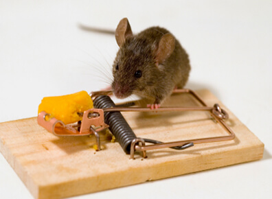 Rodent Control Treatment