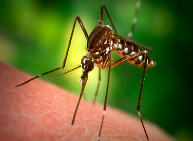 mosquito Control Treatment.