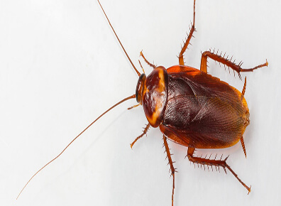 Cockroach Control Services